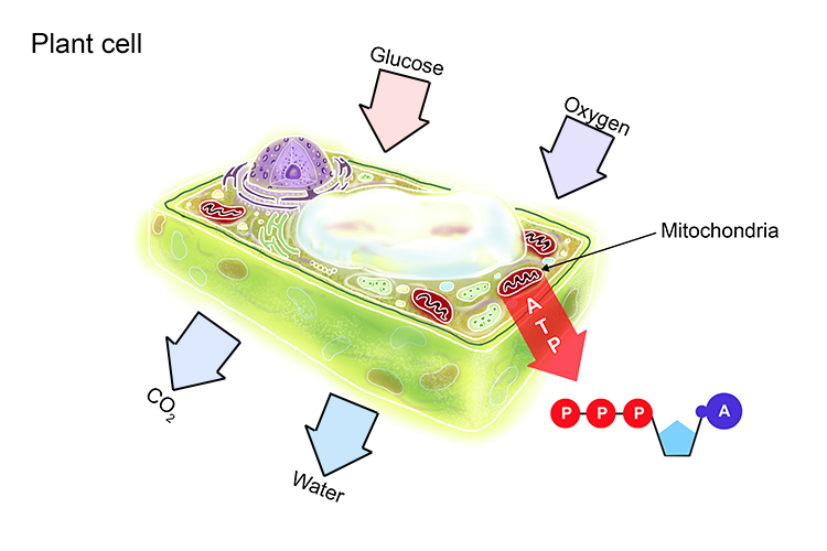 Diagram of a plant cell at night showing how it respires through mitochondria